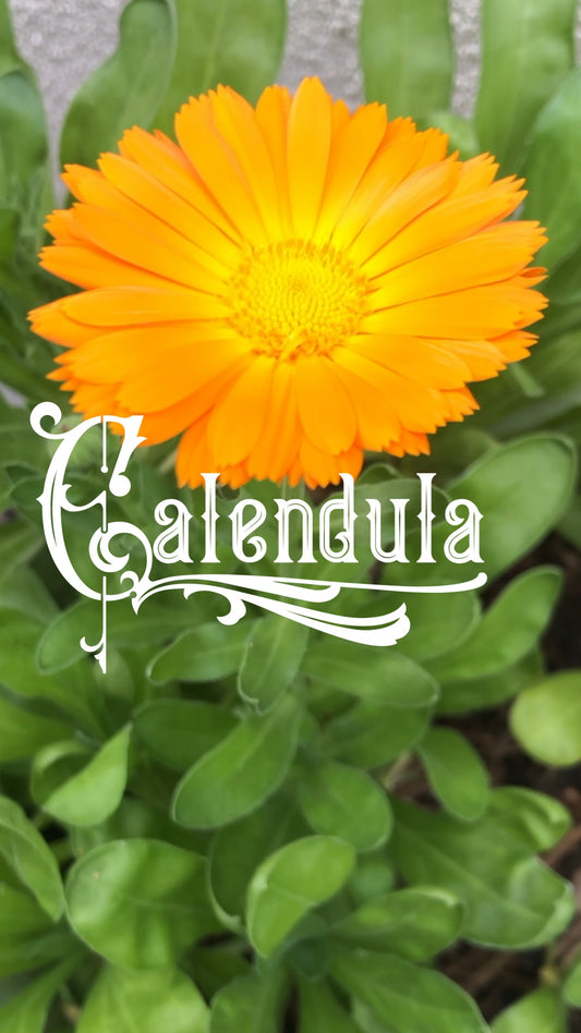 Discovering Calendula's Wonders