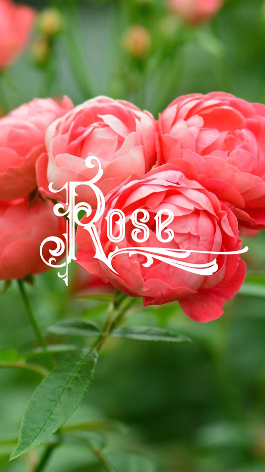 Achieve Glowy Skin with Rose Skincare