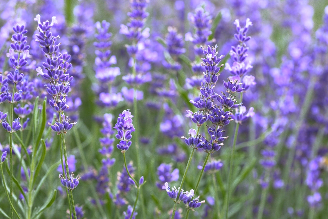 The Unexpectedly Refined Benefits of Lavender Skincare