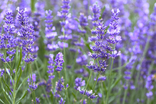 The Unexpectedly Refined Benefits of Lavender Skincare