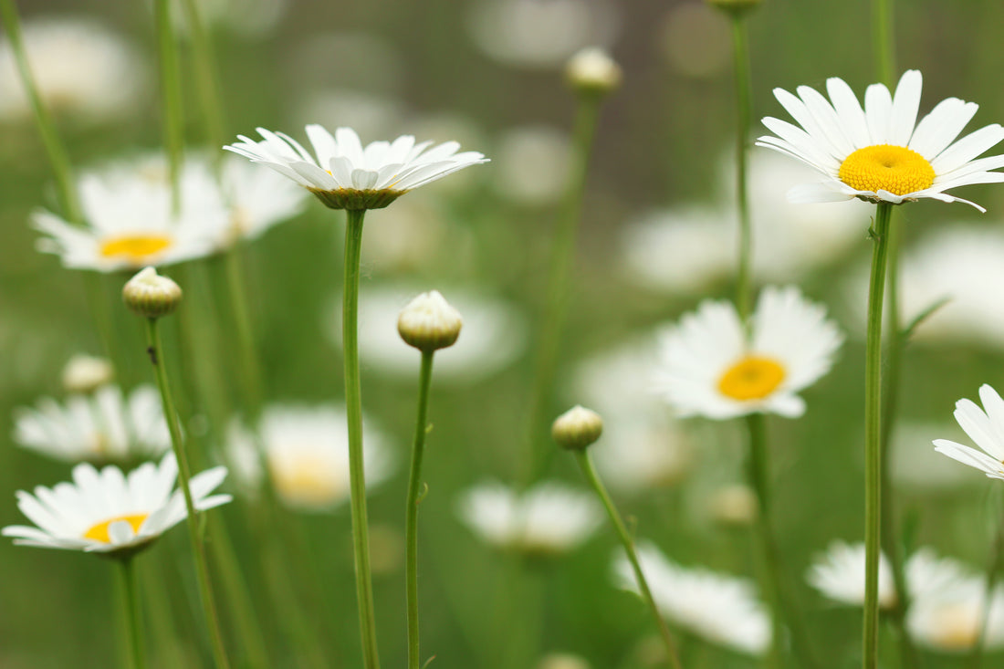 The Peaceful Power of Chamomile