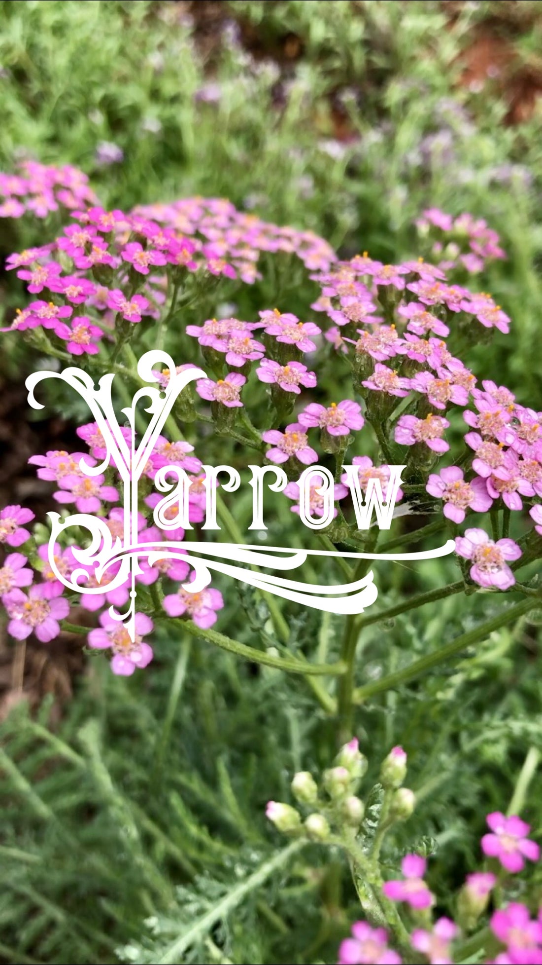 Unlock the Hidden Benefits of Yarrow