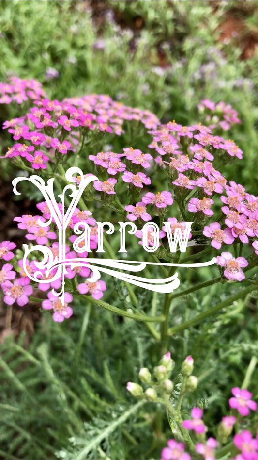 Unlock the Hidden Benefits of Yarrow