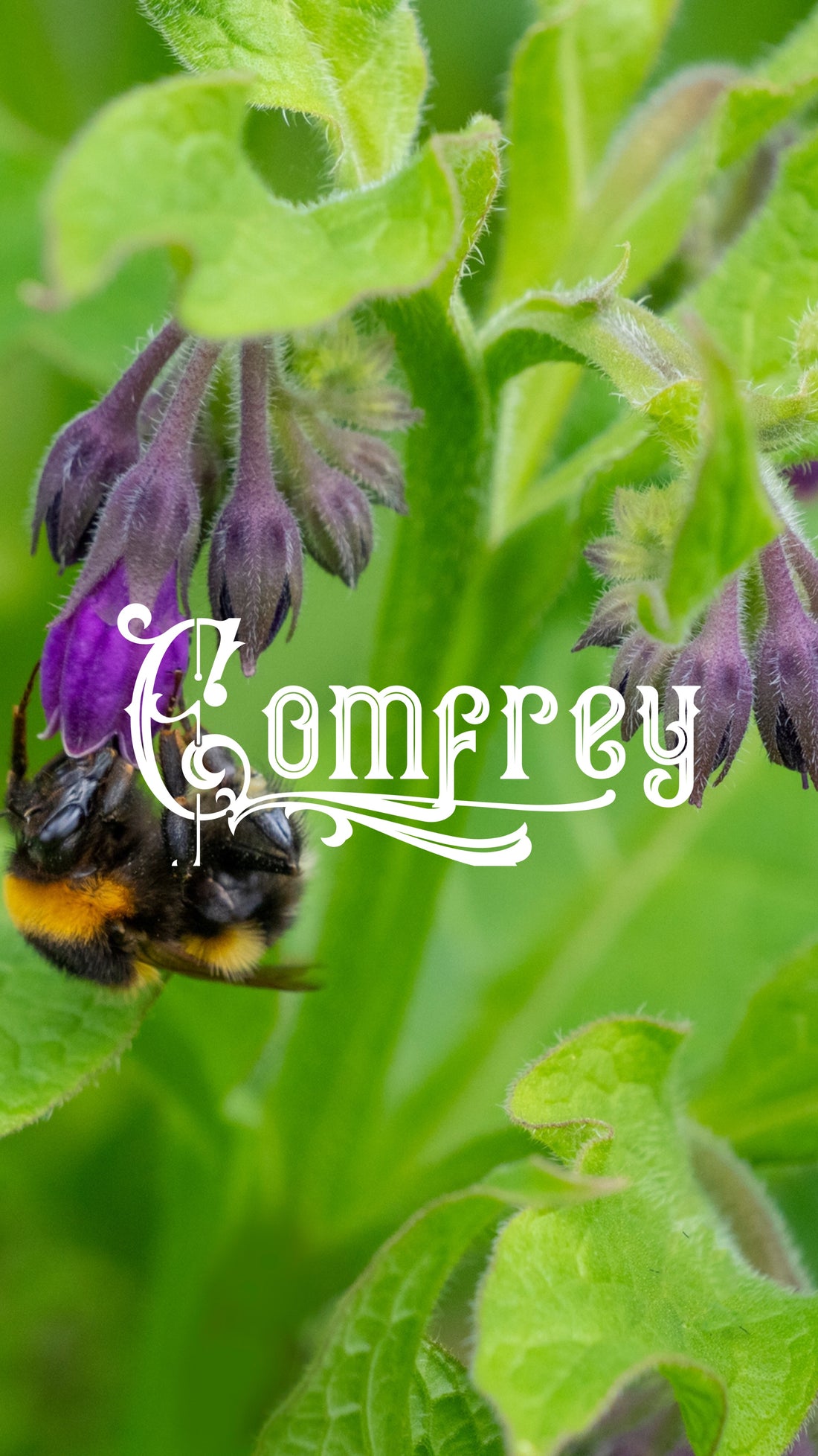 How to Boost Skin Health with Comfrey