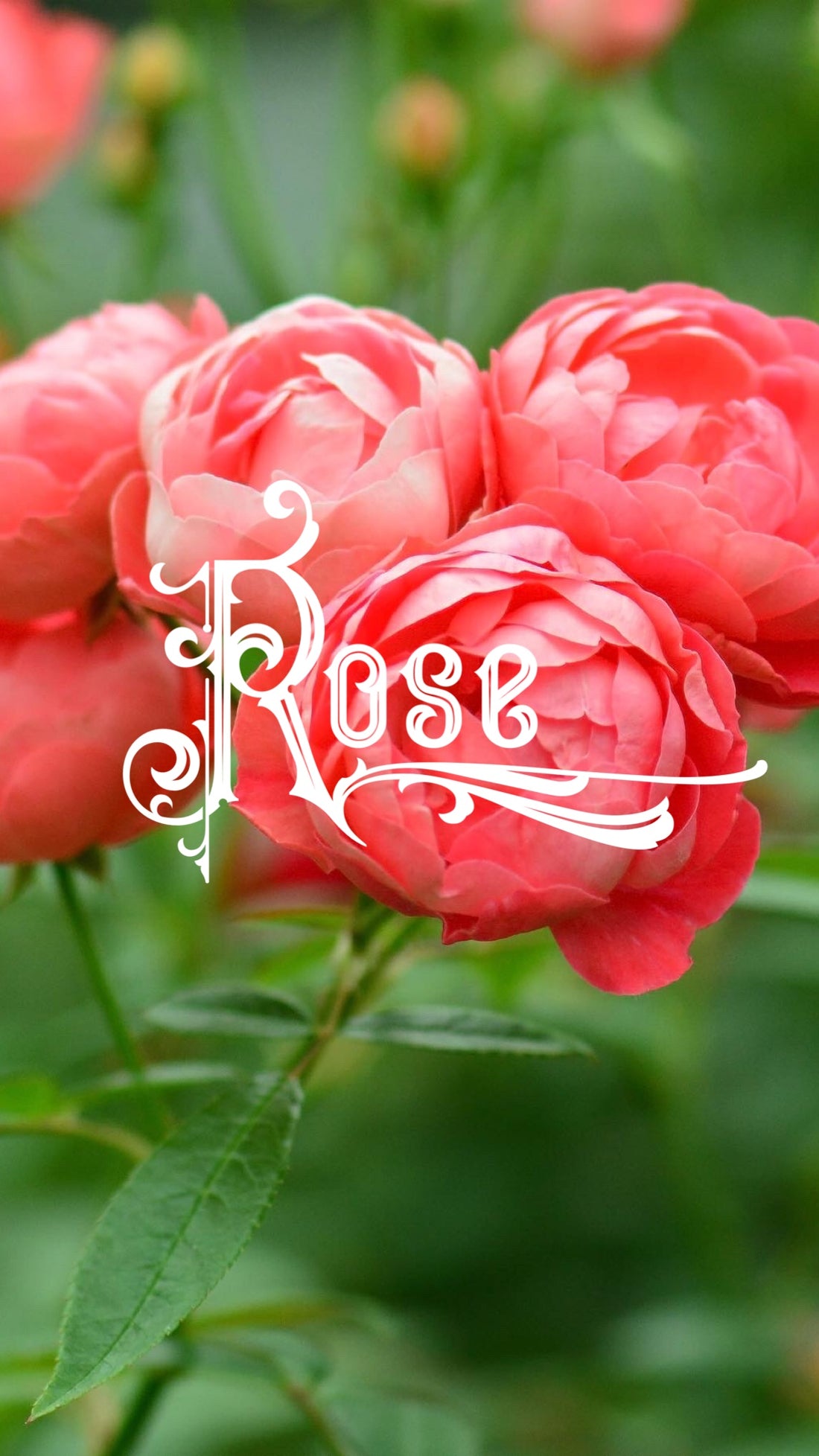 Achieve Glowy Skin with Rose Skincare