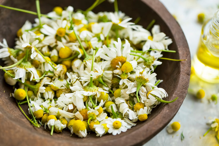 Chamomile