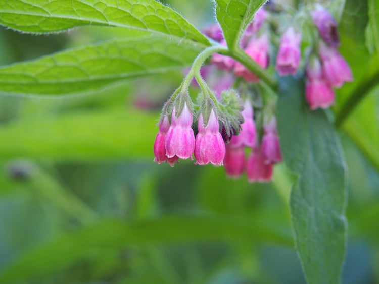 Comfrey