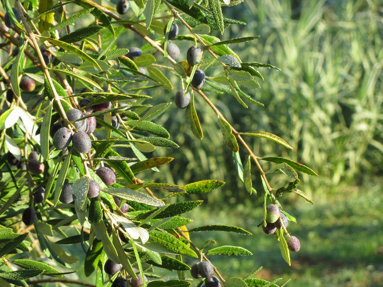 Olive Leaf