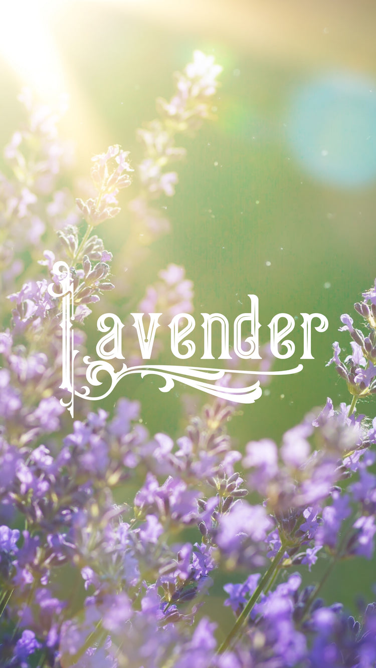 Lavender